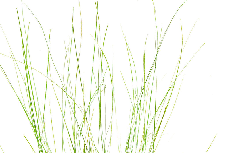 Eriocaulon Feather Duster aquatic plant from BUCE, showing fine, feather-like green foliage suitable for freshwater aquariums.