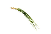 Eriocaulon Feather Duster aquatic plant from BUCE with fine, feathery green foliage suitable for freshwater aquariums.