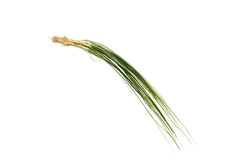 Eriocaulon Feather Duster aquatic plant from BUCE with fine, feathery green foliage suitable for freshwater aquariums.