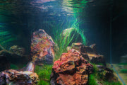 Aquatic Eriocaulon Feather Duster plant by BUCE with feathery green foliage, ideal for freshwater aquariums.