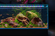 Eriocaulon Feather Duster aquatic plant from BUCE showing thin, feathery green stems ideal for freshwater aquariums.