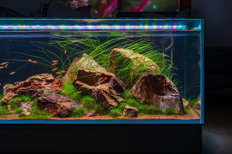 Eriocaulon Feather Duster aquatic plant from BUCE showing thin, feathery green stems ideal for freshwater aquariums.