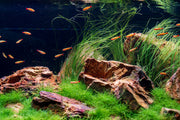 Buce Eriocaulon Feather Duster aquatic plant with feathery, delicate green leaves for freshwater aquariums.