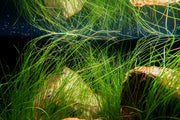 Aquatic plant Eriocaulon Feather Duster by BUCE, showcasing delicate, feathery green foliage suitable for freshwater aquariums.