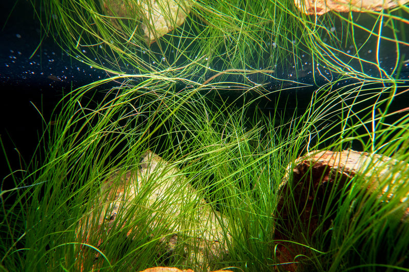 Aquatic plant Eriocaulon Feather Duster by BUCE, showcasing delicate, feathery green foliage suitable for freshwater aquariums.