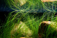 Aquatic plant Eriocaulon Feather Duster by BUCE, showcasing delicate, feathery green foliage suitable for freshwater aquariums.