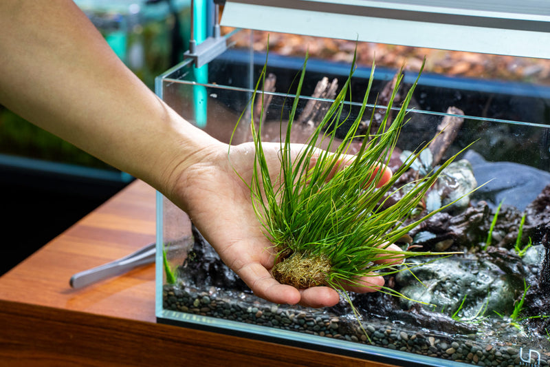 Eriocaulon Feather Duster