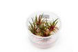 Eriocaulon sp Quinquangulare Red UNS Tissue Culture