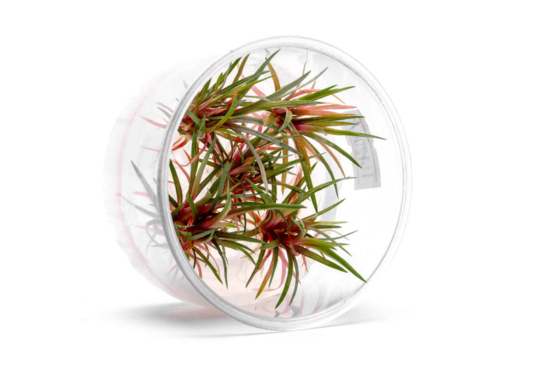 Eriocaulon sp Quinquangulare Red UNS Tissue Culture Aquatic Plant - Buce Plant