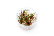 Eriocaulon sp Quinquangulare Red UNS Tissue Culture Aquatic Plant - Buce Plant