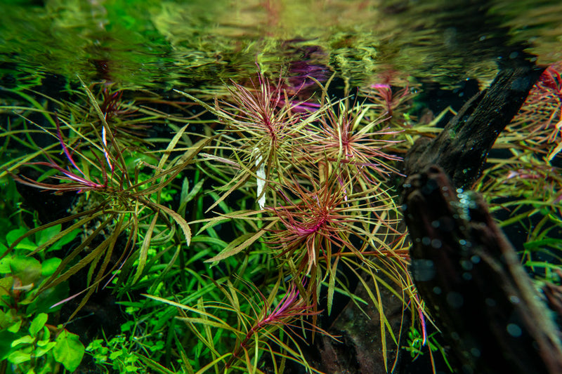 Eusteralis Stellata / Pogostemon Stellatus Aquatic Plant - Buce Plant