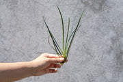 Fenestratarum Culum