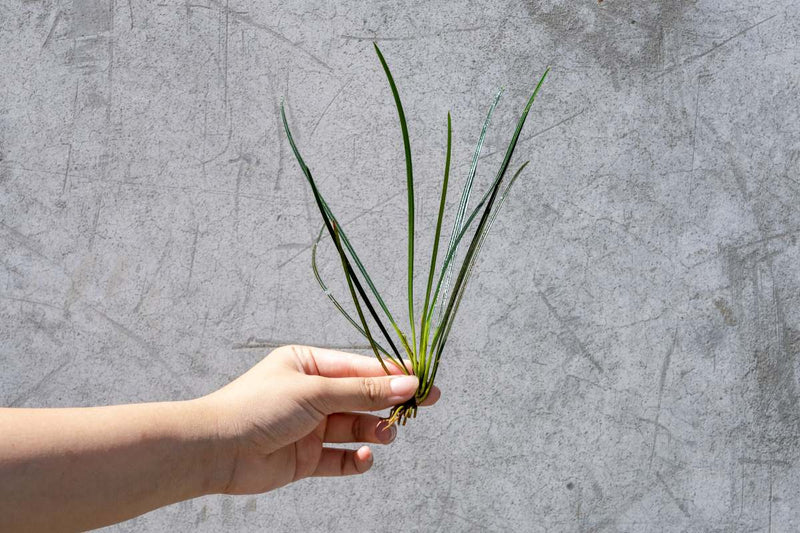 Fenestratarum Culum