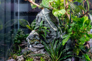 Fenestratarum Culum
