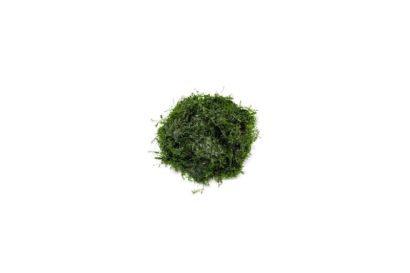 Fissidens Fontanus Moss - Buce Plant