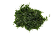 Fissidens Fontanus Moss - Buce Plant