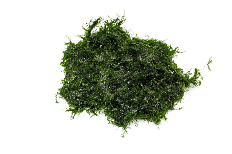 Fissidens Fontanus Moss - Buce Plant