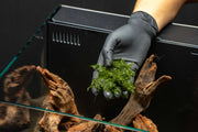 Fissidens Fontanus Moss - Buce Plant