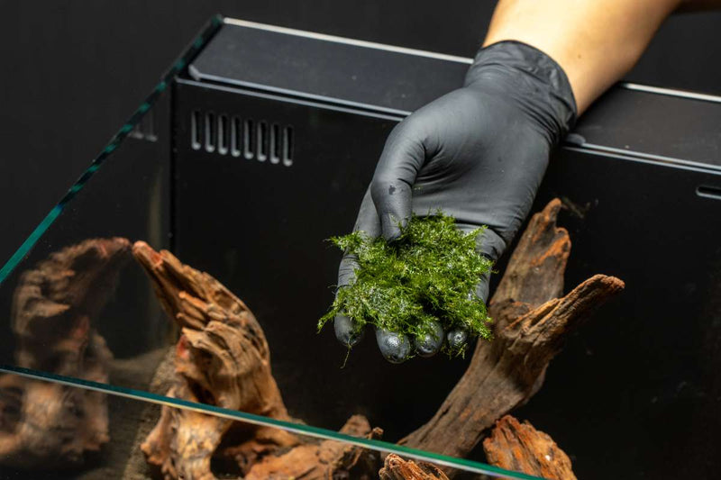 Fissidens Fontanus Moss - Buce Plant