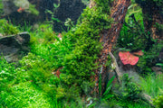 Fissidens Fontanus Moss - Buce Plant