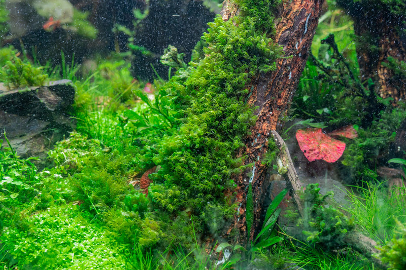 Fissidens Fontanus Moss - Buce Plant
