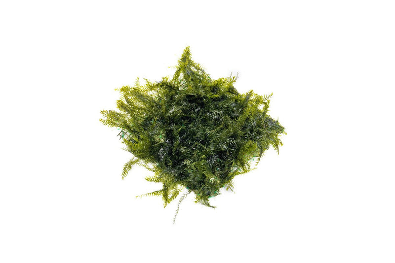 Fissidens fontanus moss on stainless steel plaque, showcasing lush green aquatic moss from BUCE for aquarium decoration.