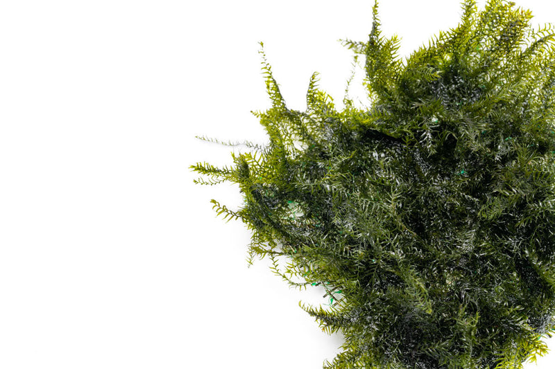 Fissidens fontanus moss mounted on stainless steel, showcasing lush green aquatic moss from BUCE.