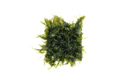 Fissidens Fontanus moss attached to stainless steel surface, showcasing lush green aquatic moss for aquarium or terrarium use.