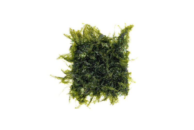 Fissidens Fontanus moss attached to stainless steel surface, showcasing lush green aquatic moss for aquarium or terrarium use.
