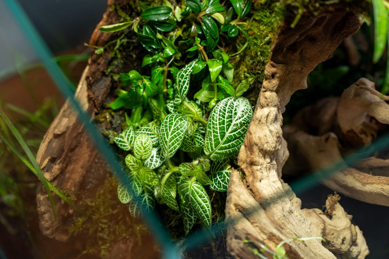 Fittonia Albivenis Terrarium Plant - Buce Plant