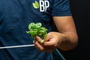Fittonia Albivenis Terrarium Plant - Buce Plant
