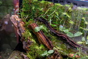 Fittonia Albivenis Terrarium Plant - Buce Plant