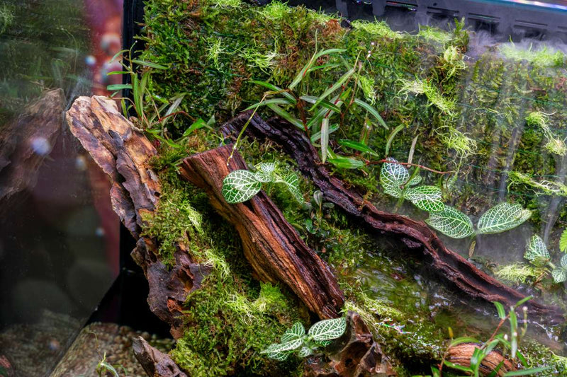 Fittonia Albivenis Terrarium Plant - Buce Plant