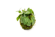 Fittonia albivenis terrarium plant on a clay moss ball, showcasing vibrant green and white patterned leaves in a natural setting.