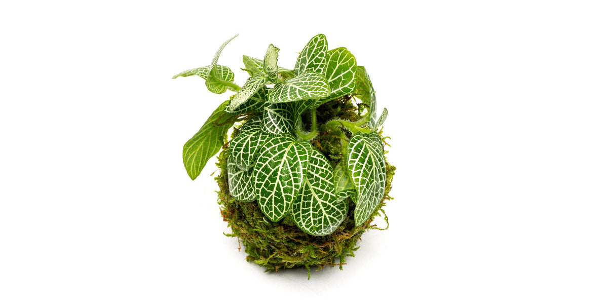 Fittonia Albivenis On Clay Moss Ball - Buce Plant