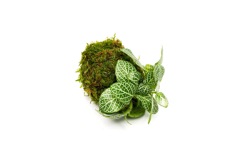 Fittonia Albivenis terrarium plant on a clay moss ball, showcasing vibrant green leaves and delicate foliage for decorative display.