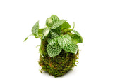 Fittonia albivenis terrarium plant on clay moss ball, showcasing vibrant green and pink foliage in a decorative eco-friendly display.
