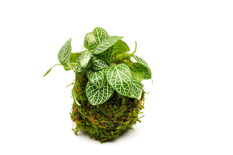 Fittonia albivenis terrarium plant on clay moss ball, showcasing vibrant green and pink foliage in a decorative eco-friendly display.