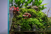 Red Fittonia Albivenis terrarium plant with vibrant foliage, shown in a natural setting, from ACW.