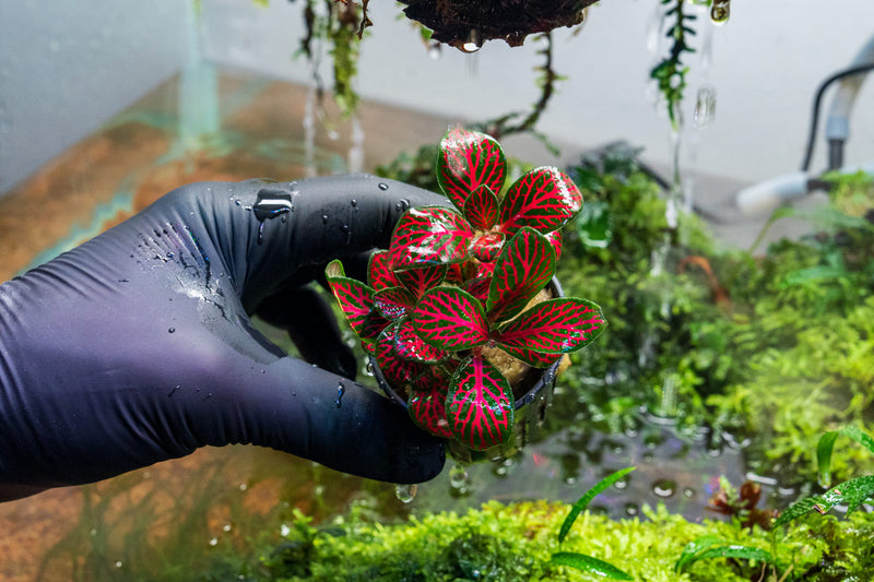 Red Fittonia Albivenis terrarium plant in a glass container, showcasing vibrant foliage and lush greenery.