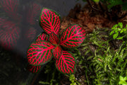 Red Fittonia Albivenis terrarium plant by ACW with vibrant green and red foliage, ideal for decorative indoor terrarium setups.