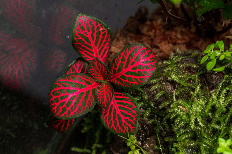 Red Fittonia Albivenis terrarium plant by ACW with vibrant green and red foliage, ideal for decorative indoor terrarium setups.