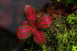 Fittonia Albivenis Red