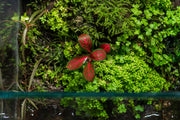 Red Fittonia Albivenis terrarium plant by ACW with vibrant green and red foliage in a glass terrarium setting.