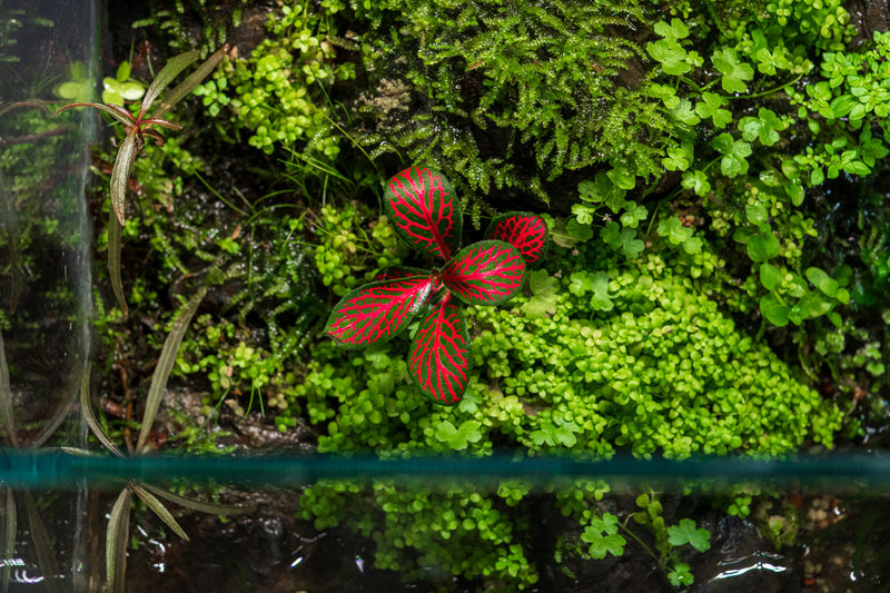 Red Fittonia Albivenis terrarium plant by ACW with vibrant green and red foliage in a glass terrarium setting.