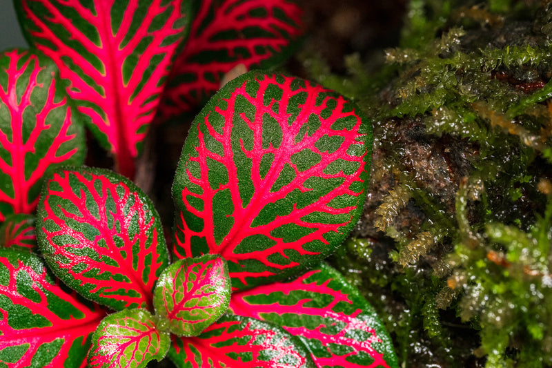 Fittonia Albivenis Red