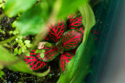 Fittonia Albivenis Red