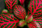 Fittonia Albivenis Red