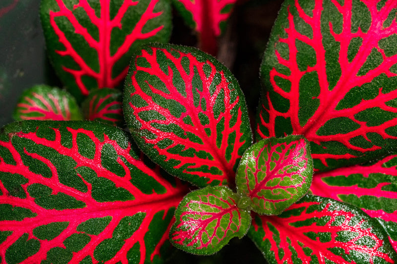 Fittonia Albivenis Red
