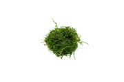 Bright orange Flame Moss from BUCE, showcasing vibrant, flame-colored moss with lush green accents in a natural setting.